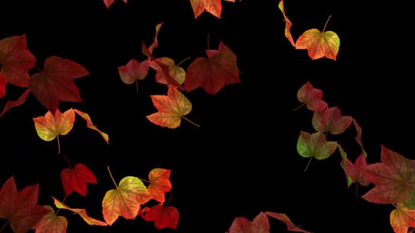 Fall Leaves - Reddish Maple - Transition 02