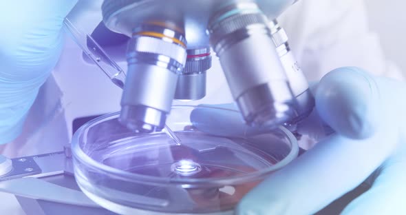 Technician Drips a Solution From Pipette Into Petri Dish for Further Examination Under of Microscope alt