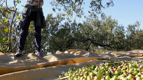 Woman Harvesting Olive Fruits On Plantation
