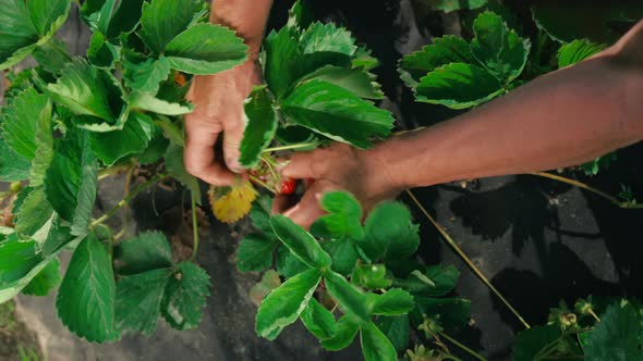 Farmer's hands picking organic strawberries close-up