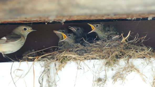 Feeding and defecation of Redstart nestling in the nest.