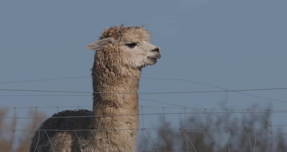 Alpaca Standing Still White Fluffy Domesticated Animal alt