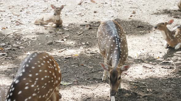 A Young Spotted Deer Approaches the Pack Leader with a Deer with Large Horns on a Sunny Day