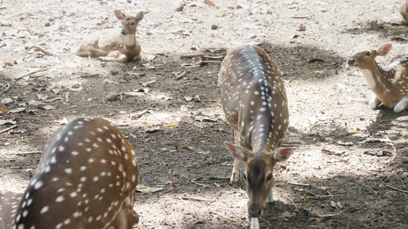 A Young Spotted Deer Approaches the Pack Leader with a Deer with Large Horns on a Sunny Day