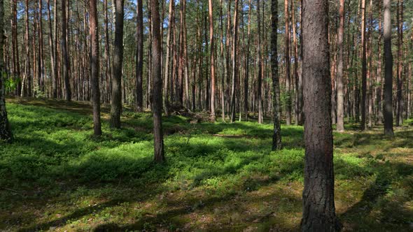 Kampinos Forest in spring, Kampinoski National Park near Warsaw, Masovia, Poland, panning to the lef alt
