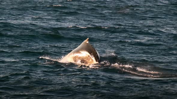 Sunlit Humpback Whale Megaptera Novaeangliae Diving Into Sea alt