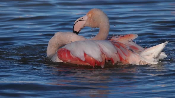 Greater Flamingos, Phoenicopterus roseus,Pont De Gau,Camargue, France alt