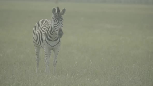 Zebra Zebras in the Field. Slow Motion alt