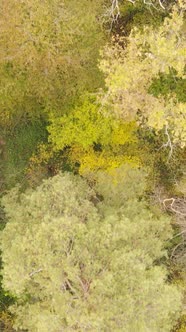 Vertical Video of Trees in the Forest in Autumn alt