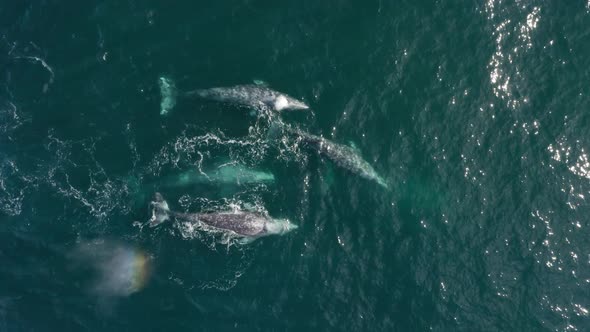 Aerial View Mother and Six Calves Gray Whales Swimming Together Blue Ocean Water alt