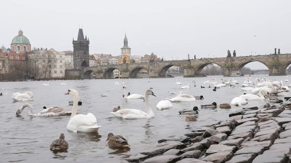 Cygnus near Charles bridge in Czech Republic capital  Prague slow-mo 1920X1080 HD footage - Slow mot alt
