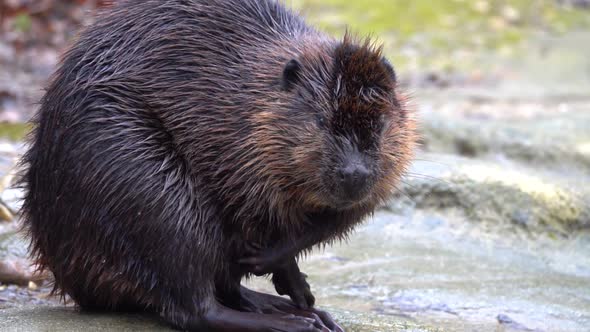 Beaver in the wild, slow motion (Castor fiber) alt