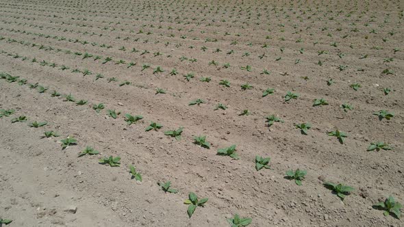 Drone shot of young tobacco plants just set in a field alt