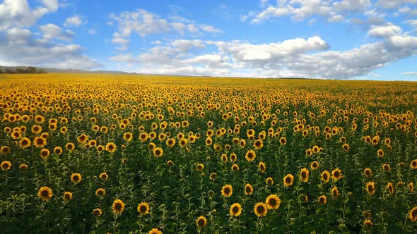 Sunflowers