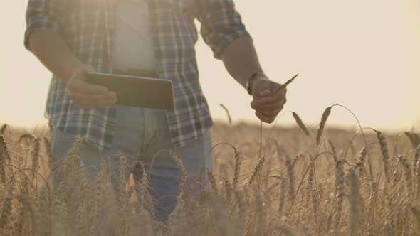 A Young Farmer with a Tablet in a Hat in a Field of Rye Touches the Grain and Looks at the Sprouts alt