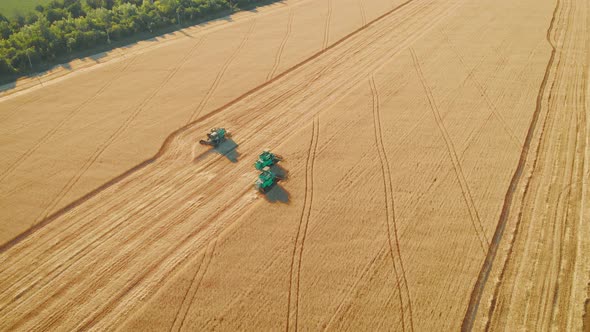 Aerial View on the Harvesters Working on the Large Wheat Field. Harvesting Agricultural Golden Ripe alt