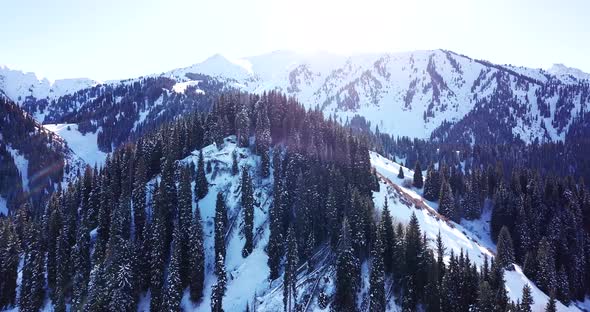 Winter Forest High in the Mountains alt