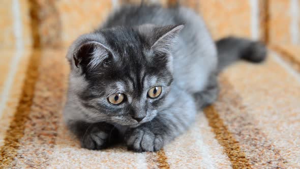 Threemonthold Crossbred with Scottish Breed Kitten Lies on Couch