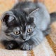Threemonthold Crossbred with Scottish Breed Kitten Lies on Couch - VideoHive Item for Sale
