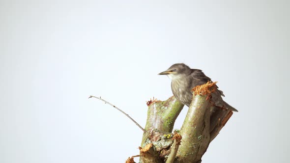 Starling Chick Sits on Sawn Tree Branch on White Background