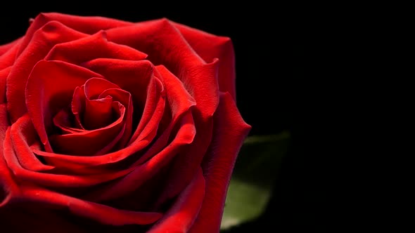 Red Rose on a Black Background. Beautiful Flower of Love. Velvet Red Petals. Flowers Close-up.