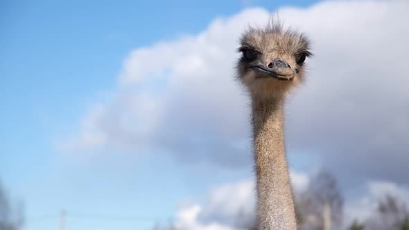 Ostrich Birds on Ostrich Farm Countryside on a Blue Sky Background alt