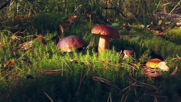 Boletus Edulis Mushroom Picked When Picking Mushrooms