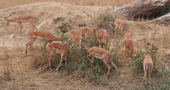 Impala, aepyceros melampus, Group of Female eating Bush, Masai Mara Park in Kenya, Real Time 4K alt