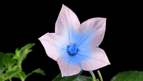 Blue Platycodon Flower Opening Blossom in Time Lapse on a Black Background alt