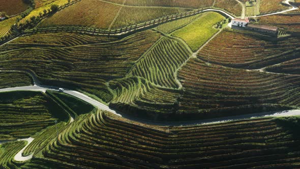 Cars Driving on Road Along Rows of Vineyards Peso Da Regua Vila Real Portugal alt