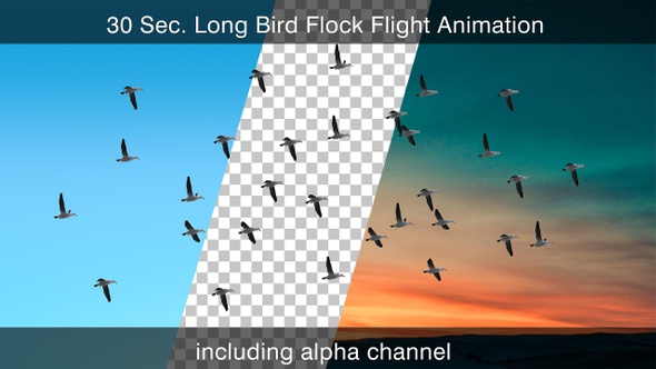 Bird Flock With Alpha Channel