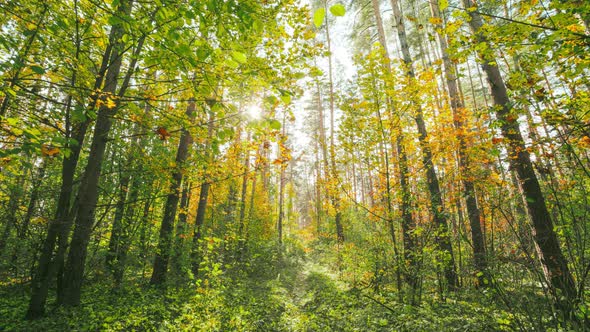 Change Season From Green Summer To Yellow Colors of Autumn Forest Landscape alt