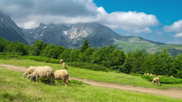 Herd of Sheep on the Mountain Pasture in Komovi National Park Montenegro alt