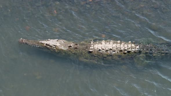 Costa Rica Wildlife Aerial Drone View of One American Crocodile (crocodylus acutus) in the Water of alt