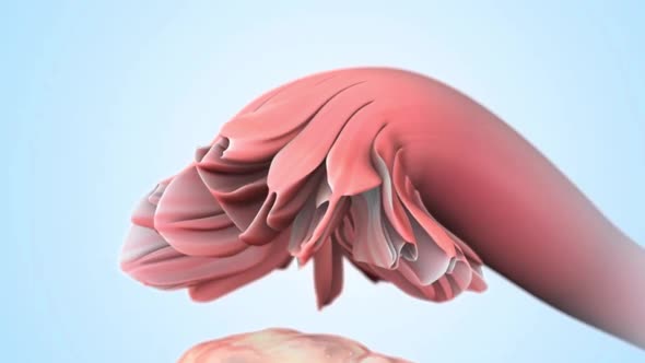 The primary role of the fallopian tubes is to transport eggs from the ovaries to the uterus. alt