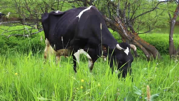 cow eats grass alt