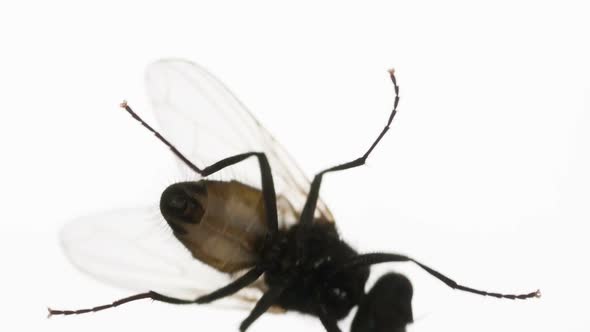 Housefly Crawls On Glass