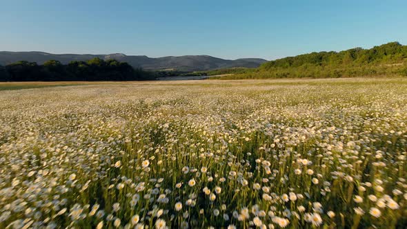 Meadow of Spring Daisy Flowers