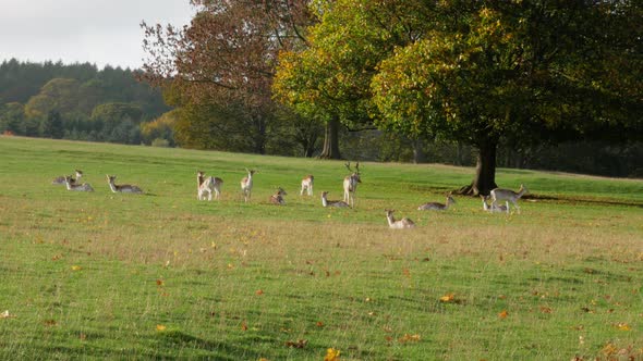 Deer Relaxing on Grassland During Autumn. alt