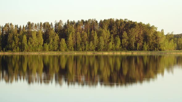 Forest Day To Night alt