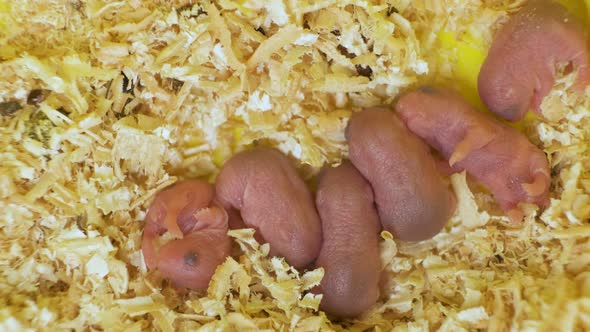 Closeup of small blind newborn rats lying down on wooden sawdust in pet nest. alt