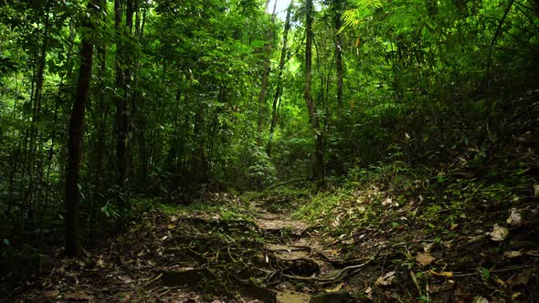 Walking in trees forest daytime. alt