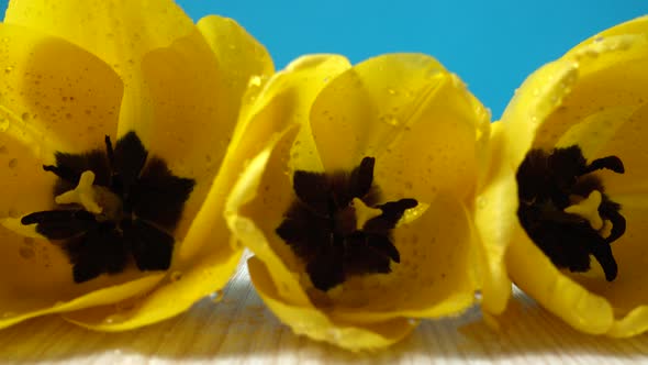 Shooting of Tulips alt