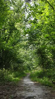 Vertical Video of Summer Forest By Day alt