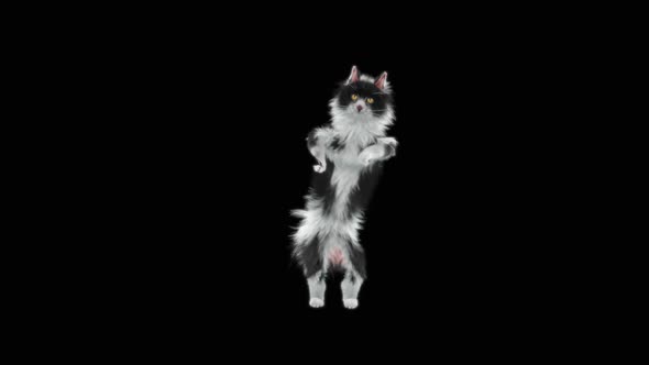 Cat Dancing HD alt