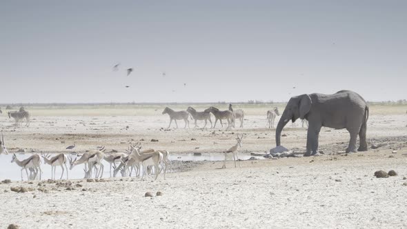 Amazing Gathering of Animals