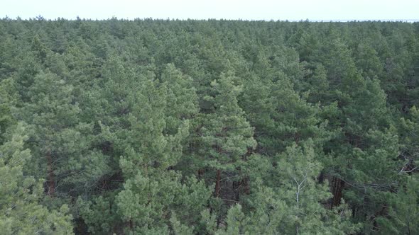 Green Pine Forest By Day Aerial View alt