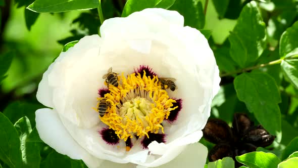 Honey bee pollinates a garden flower. Bee collects nectar from a blossoming tree peony flower alt