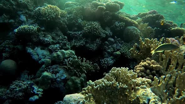 Slow Motion  Video of the Underwater World with Beautiful Corals and Exotic Fish