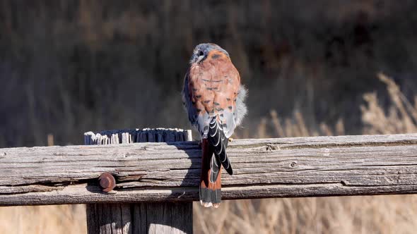 Kestrel perched on a fence alt